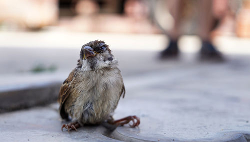 Close-up of bird