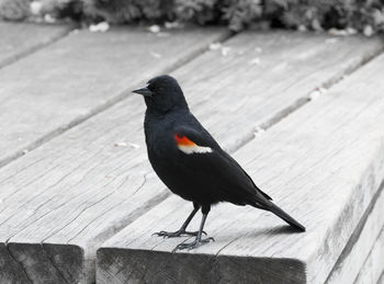 Close-up of bird perching on wood