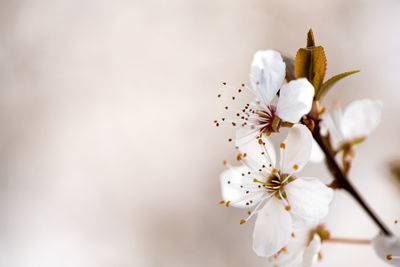 Close-up of white cherry blossom