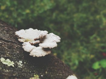 Close-up of mushroom growing on land