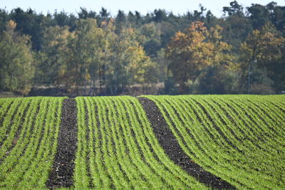 Scenic view of agricultural field