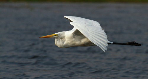 Close-up of white bird against blurred background