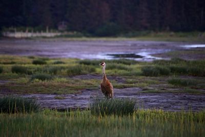Bird on a field