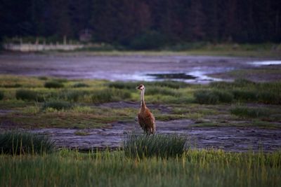 Sandhill crane, homer, alaska