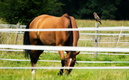 Horse standing in ranch