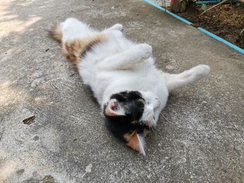 High angle view of cat on street