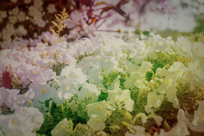 Close-up of white flowers
