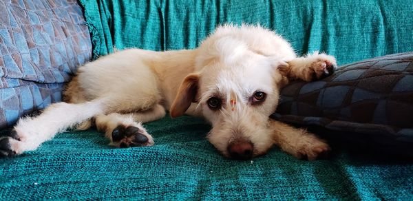 Dog sleeping on bed