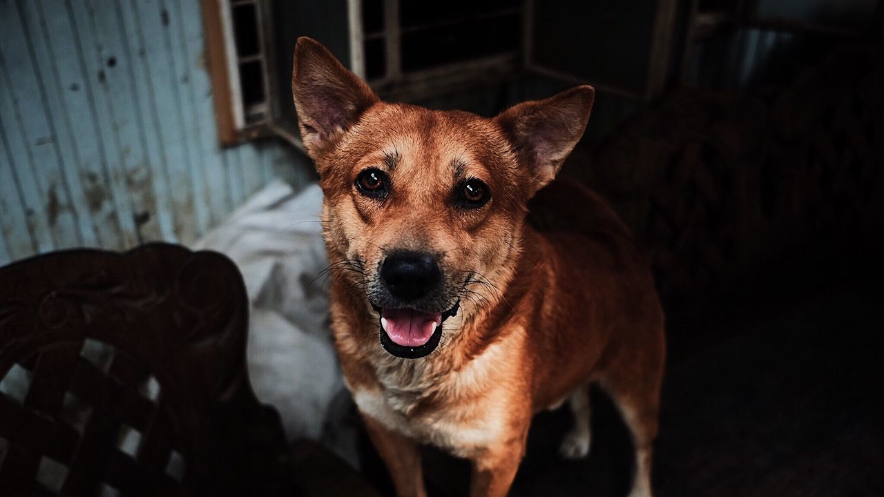 pets, dog, animal themes, looking at camera, one animal, mammal, domestic animals, portrait, no people, indoors, close-up, day