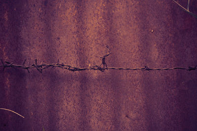 Close-up of barbed wire on wall