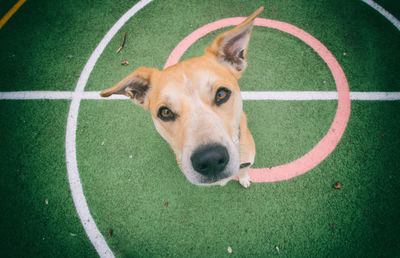 High angle portrait of dog by ball on grass