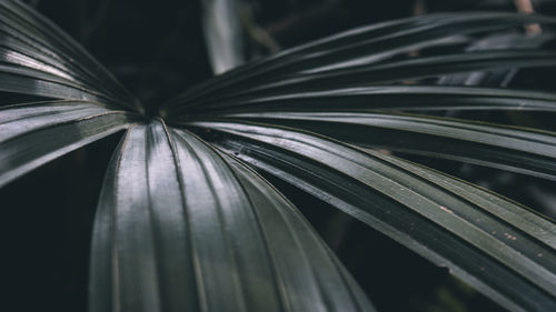 Close-up of palm leaf