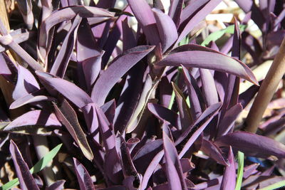 Close-up of purple flowering plants