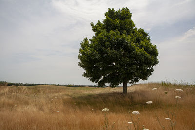 Tree on field against sky