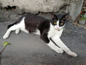 Portrait of cat sitting on wall