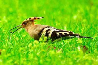 Close-up of a bird on grass