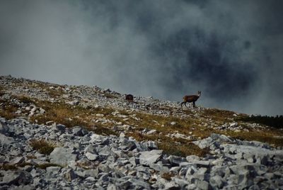 View of an animal on snow covered land