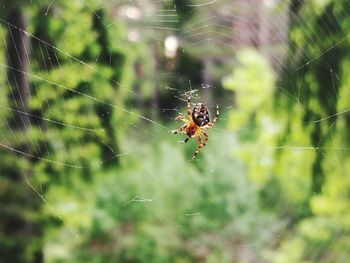 Close-up of spider on web