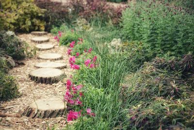 Pink flowering plants growing on field