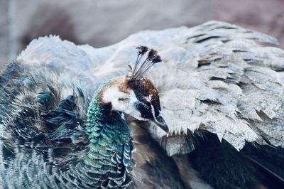 Close-up of bird perching
