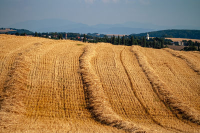 Scenic view of agricultural field against sky