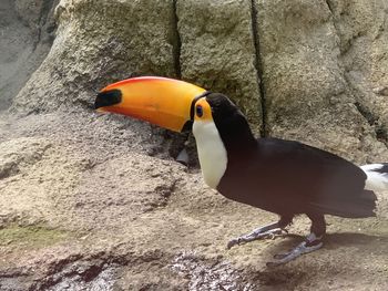 Close-up of bird on rock