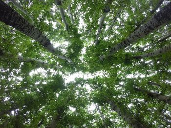 Low angle view of bamboo trees in forest