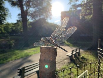 Close-up of dragonfly on wooden post