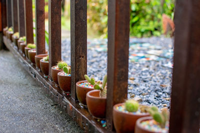 Close-up of potted plant on railing