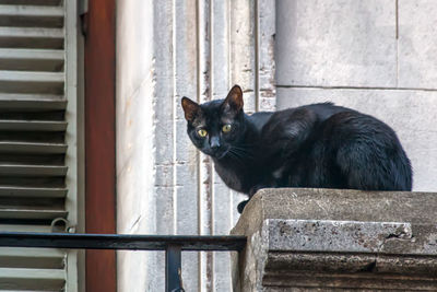 Portrait of black cat