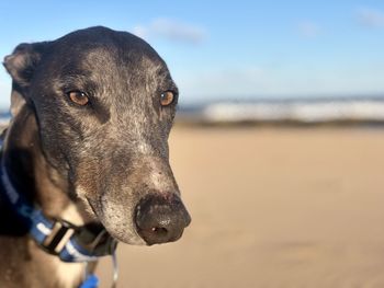 Greyhound gaze