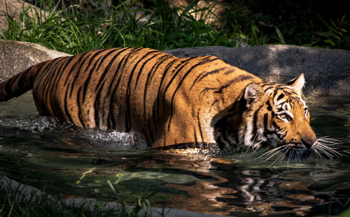 Malayan tigers like water.