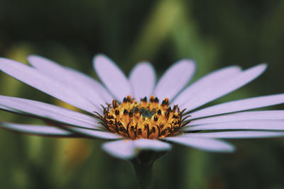 Close-up of insect on flower