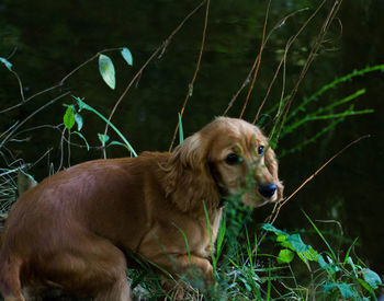 Dog looking away on field