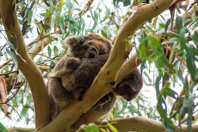 Cuddeling koalas in eucalyptus tree