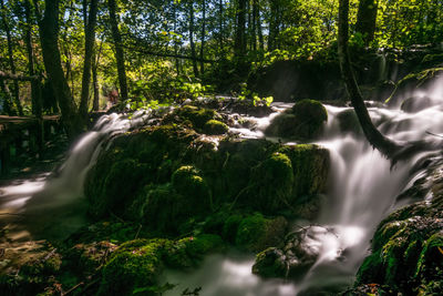 Scenic view of waterfall in forest