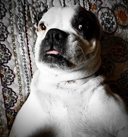 Close-up portrait of dog relaxing at home