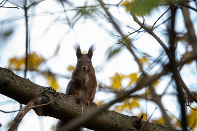 Low angle view of lizard on tree