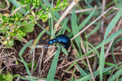 Close-up of insect on plant