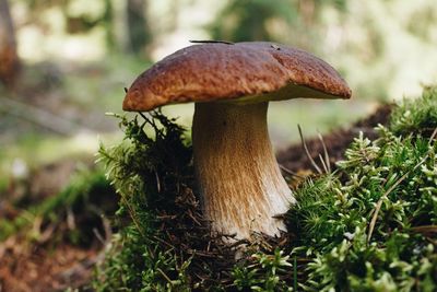 Close-up of fly agaric mushroom