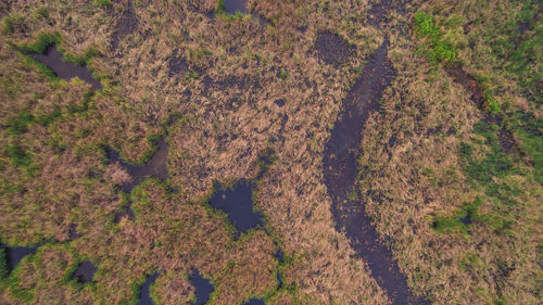 High angle view of trees on field