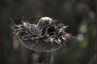 Close-up of flower plant