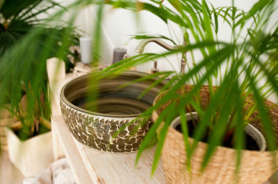 Close-up of potted plant leaves