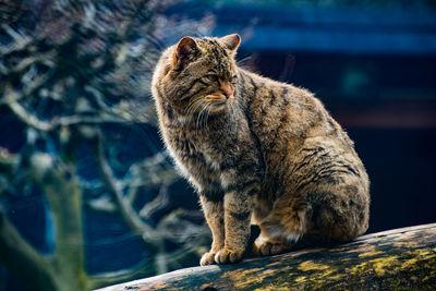 Close-up of cat