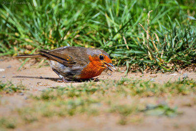 Close-up of bird perching on field