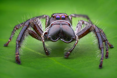 Close-up of spider