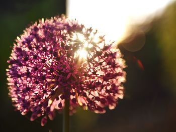 Close-up of pink flowering plant