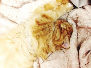 High angle view of dog sleeping on bed at home