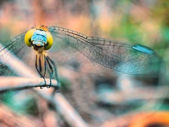 Close-up of dragonfly