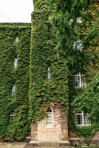 Low angle view of ivy growing on building